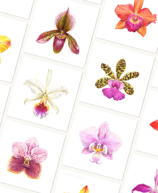 Orchid Flower Print