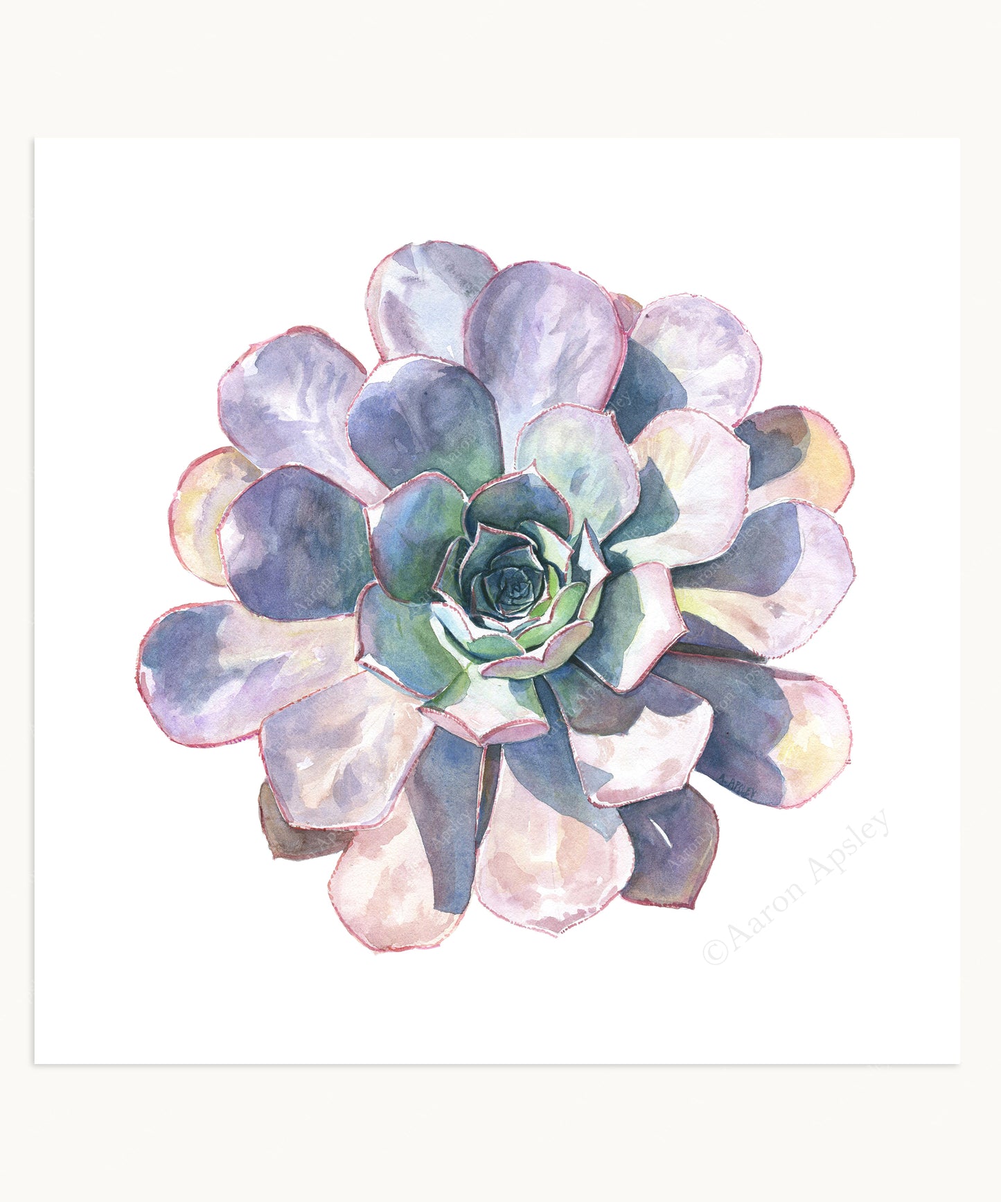 Aeonium Print