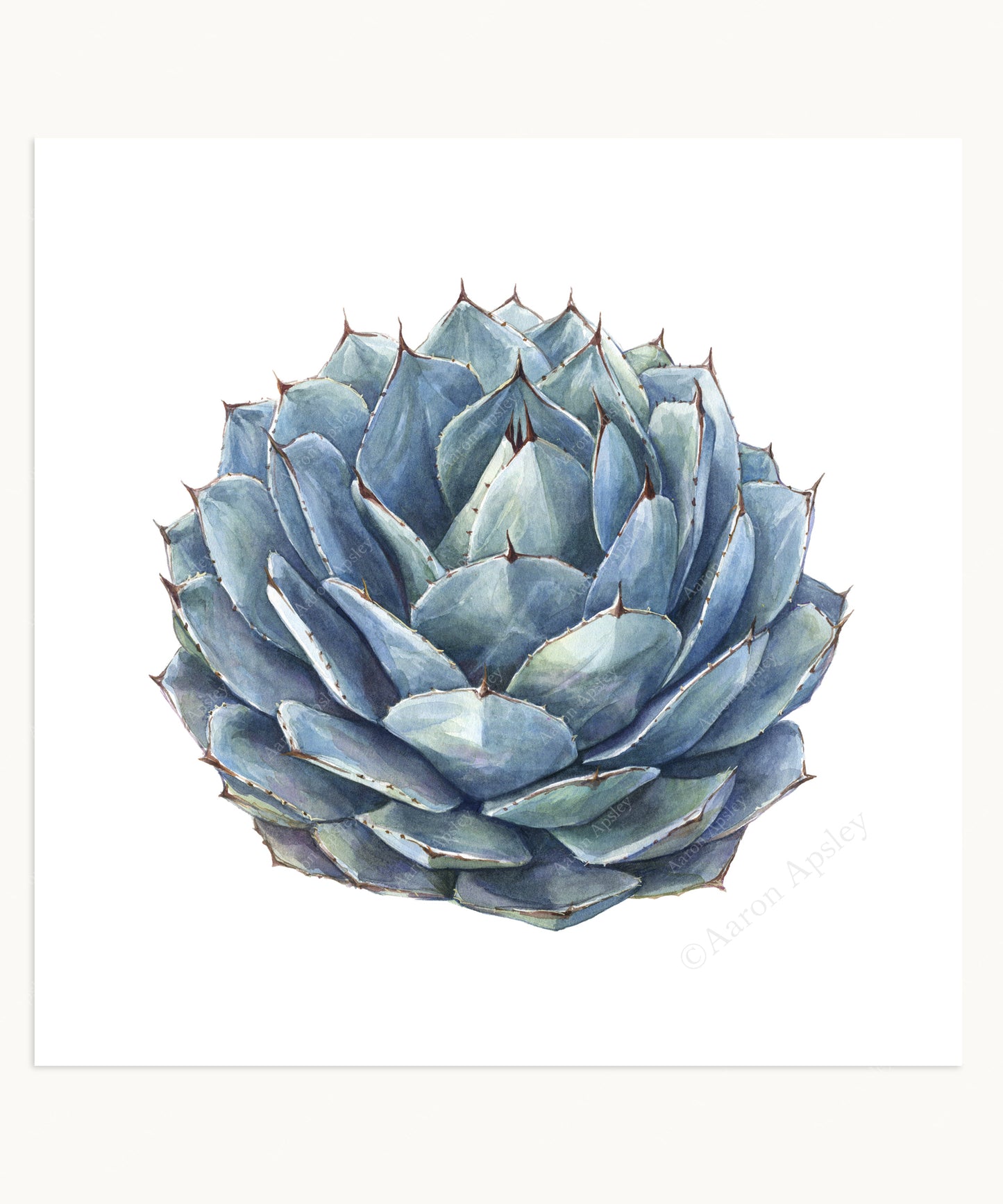Agave parryi Print