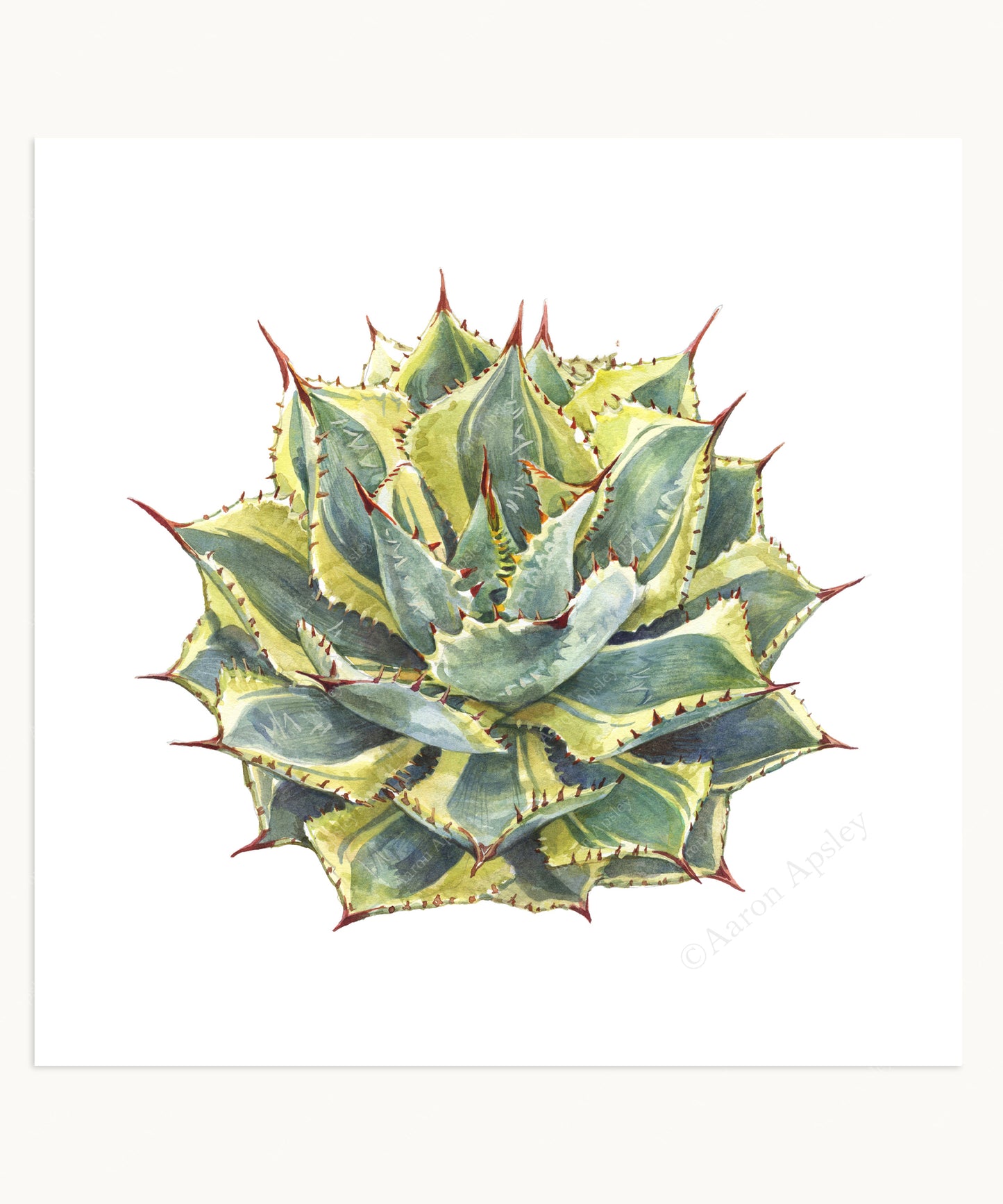 Agave 'Kissho Kan' Print