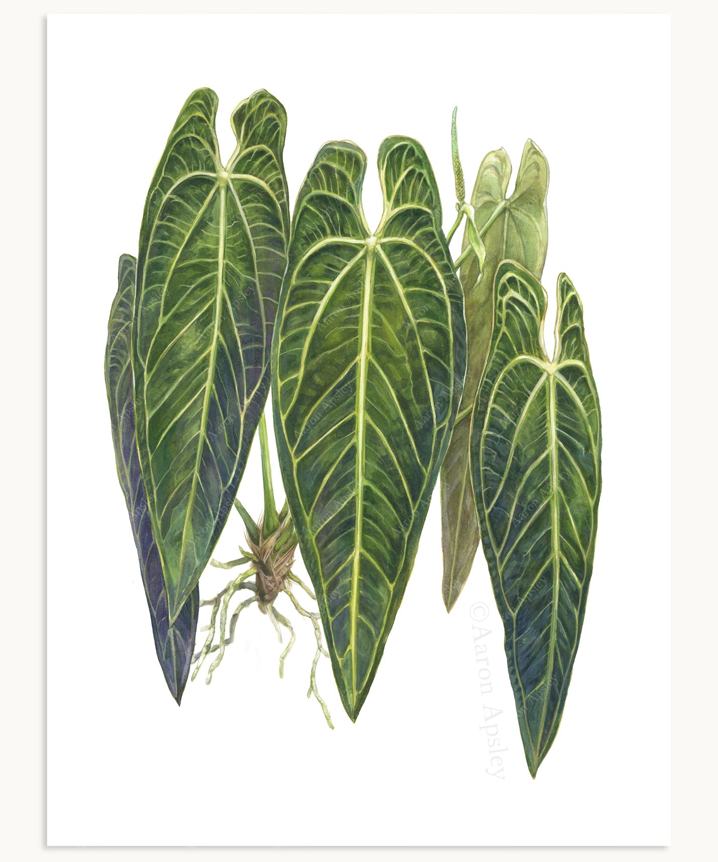 anthurium in arabic Anthurium warocqueanum Print – Aaron Apsley Artwork