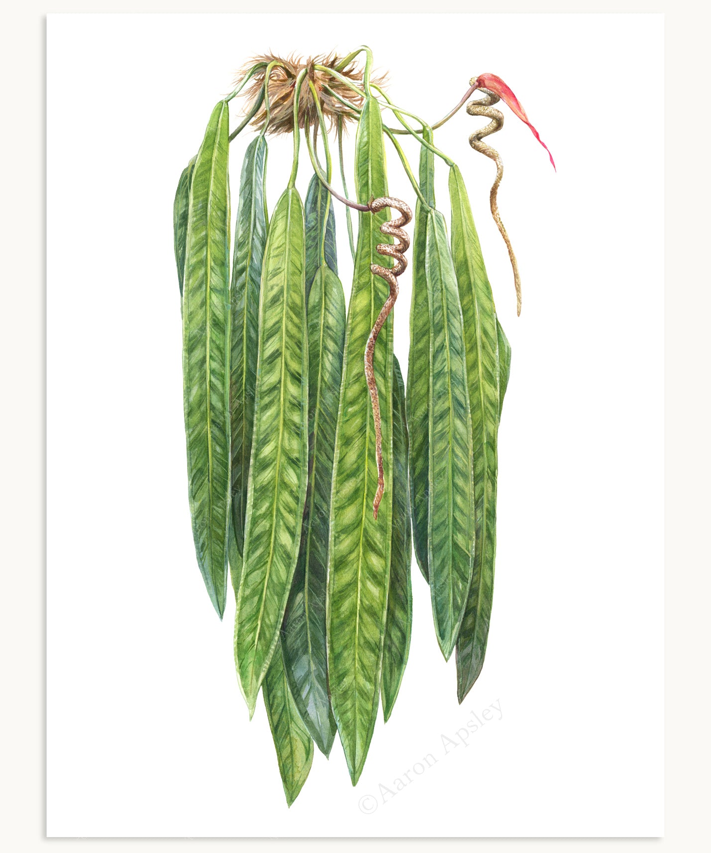 anthurium illustration Anthurium wendlingeri Print