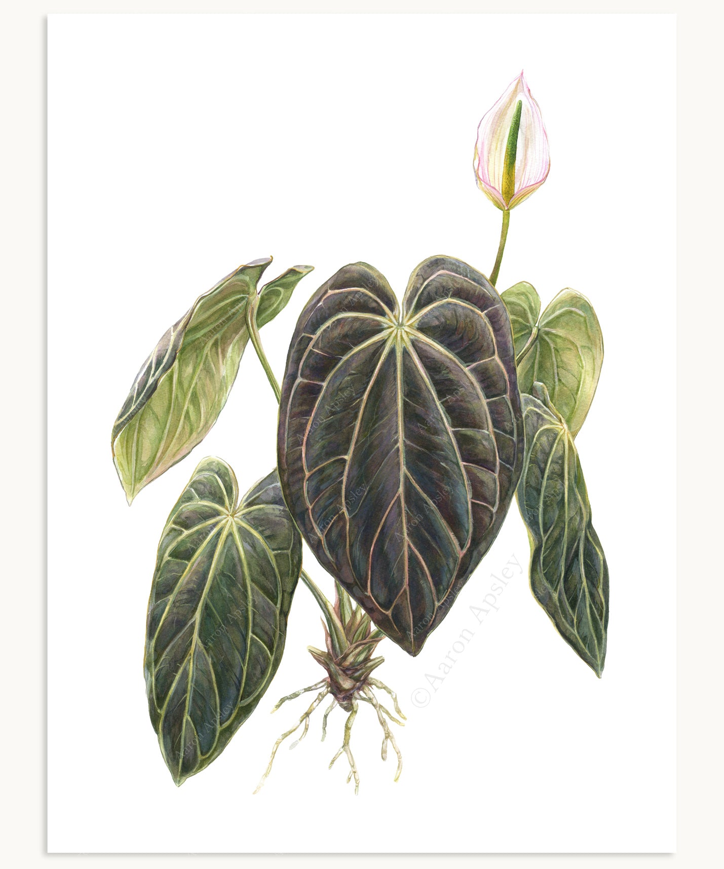 anthurium carlablackiae Anthurium carlablackiae Print