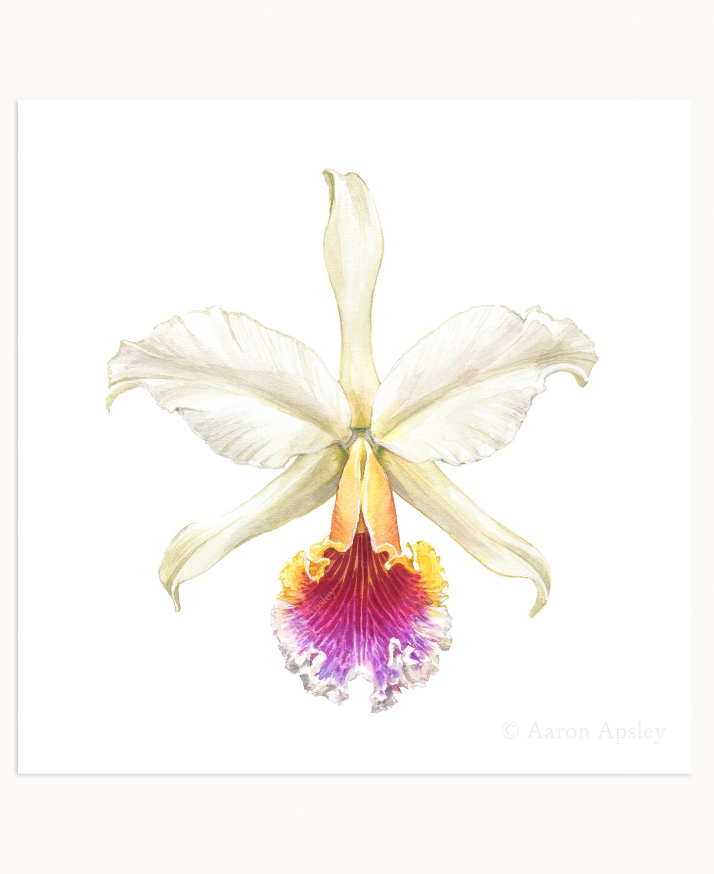 Orchid Flower Print - 8"x8"