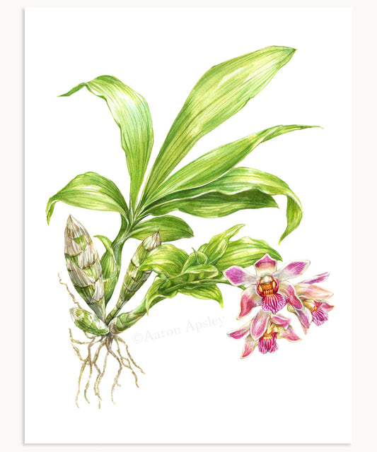 Chysis limminghei Print