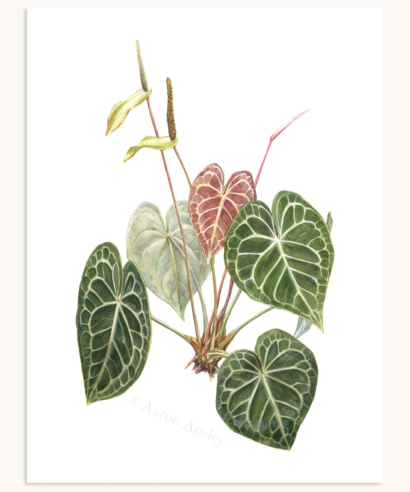 anthurium clarinervium drawing Anthurium clarinervium Print