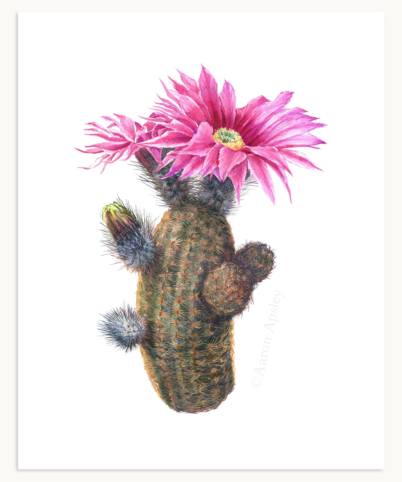 Echinocereus reichenbachii Print