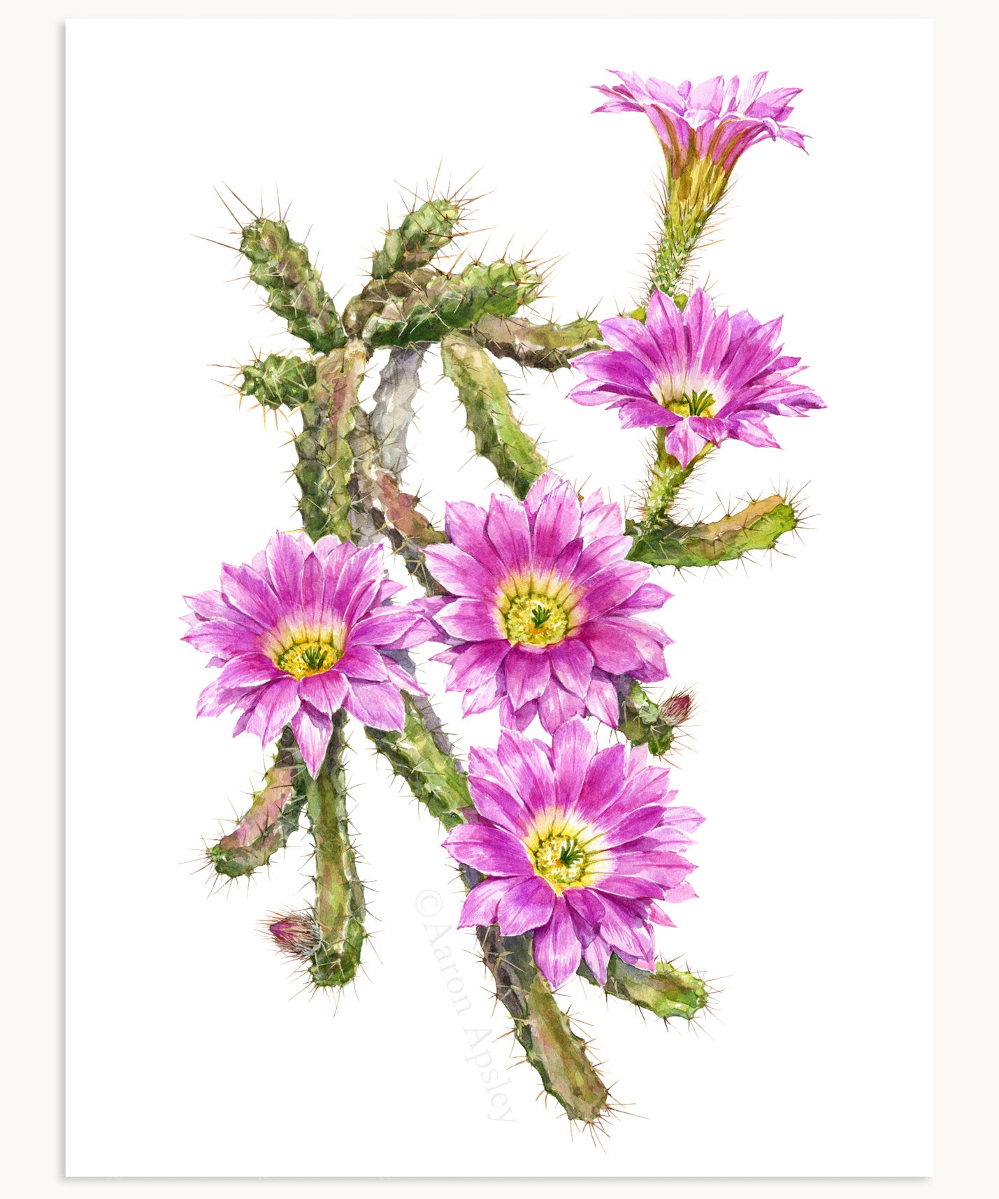 Echinocereus pentalophus Print