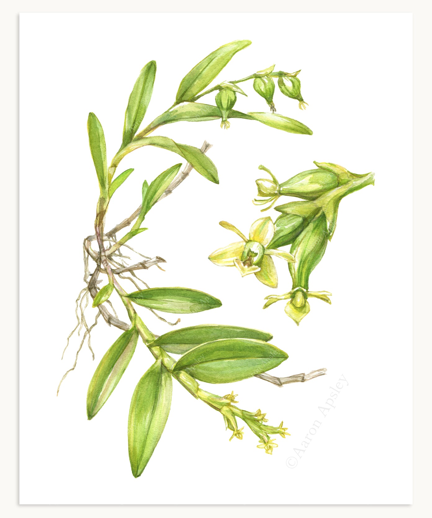 Epidendrum rigidum Print