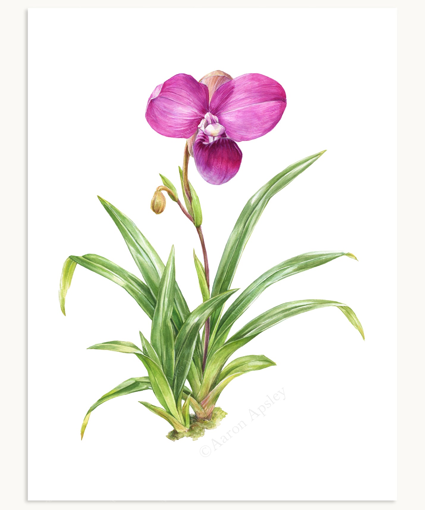 Phragmipedium kovachii Print