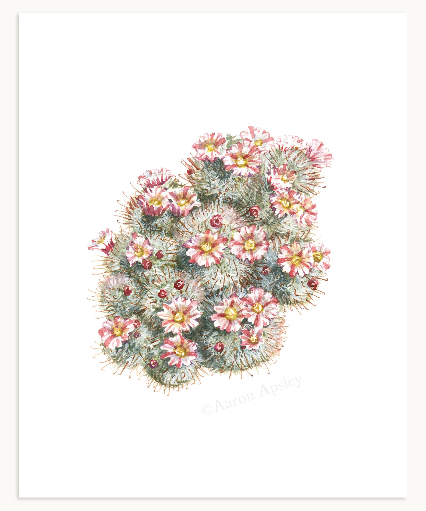 Mammillaria bocasana Print