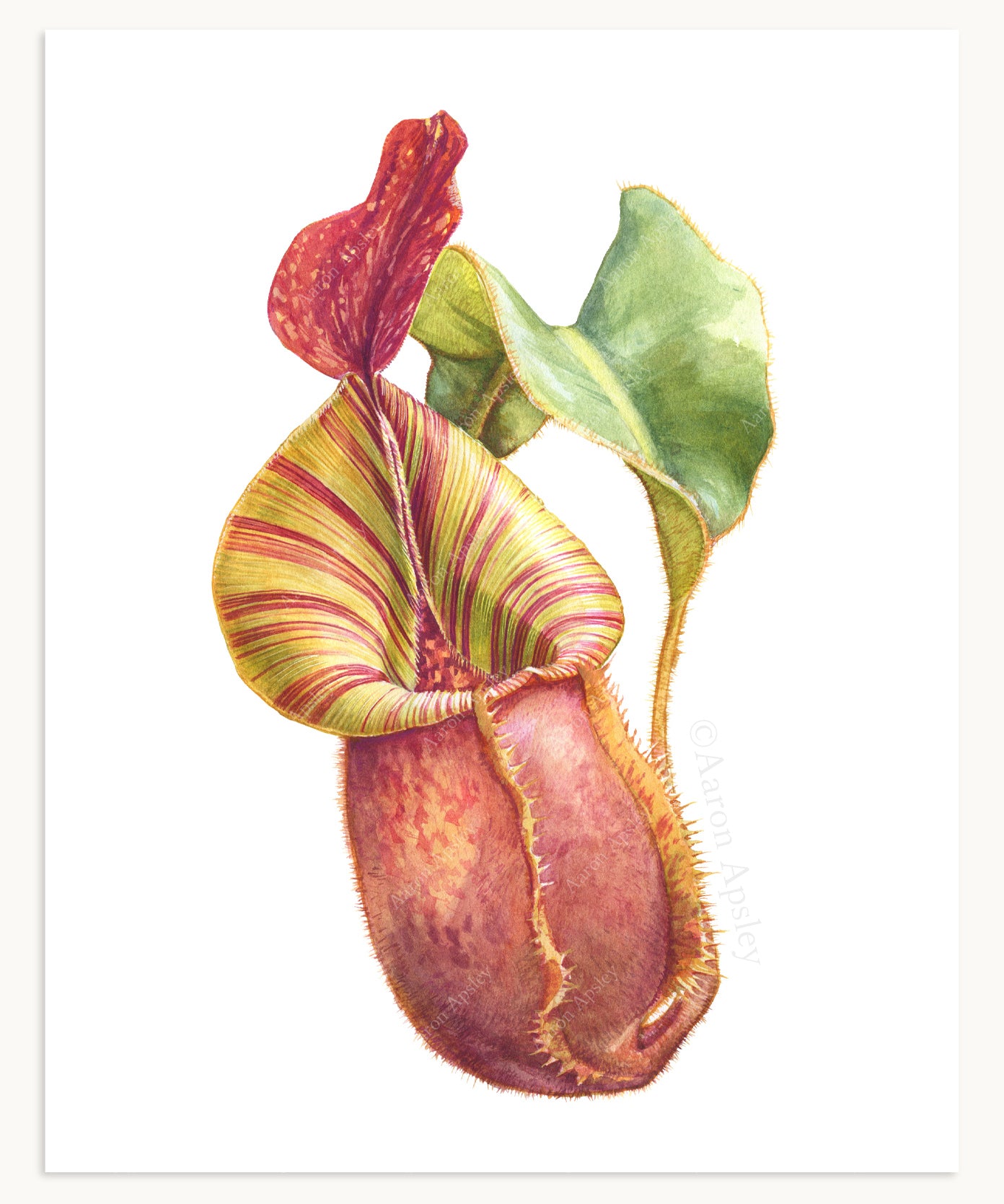 Nepenthes veitchii Print