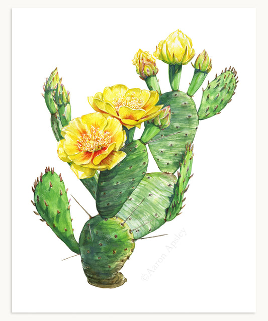 Opuntia humifusa Print