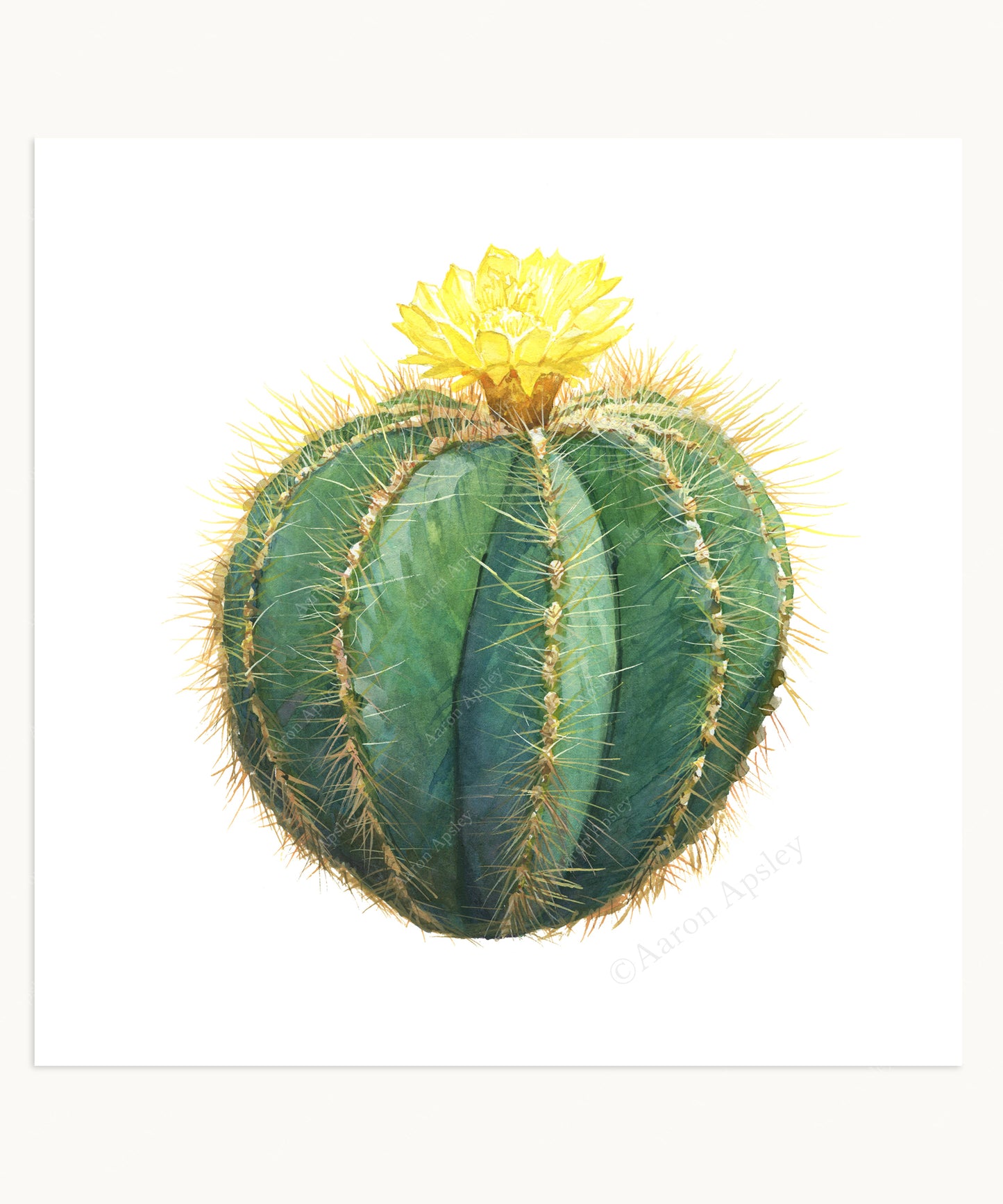 Parodia magnifica Print