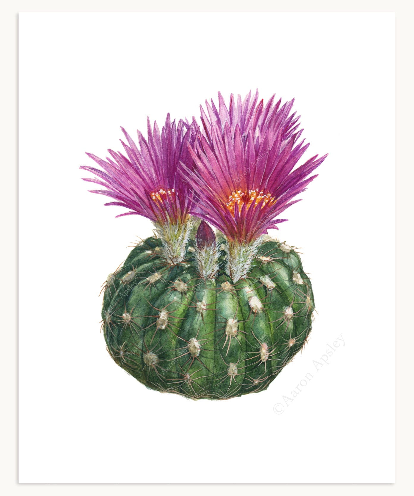 Parodia werneri Print