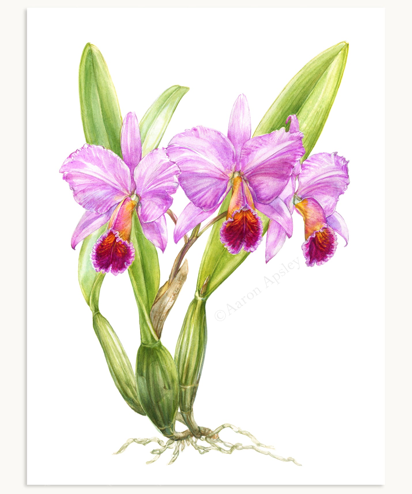Cattleya percivaliana Print
