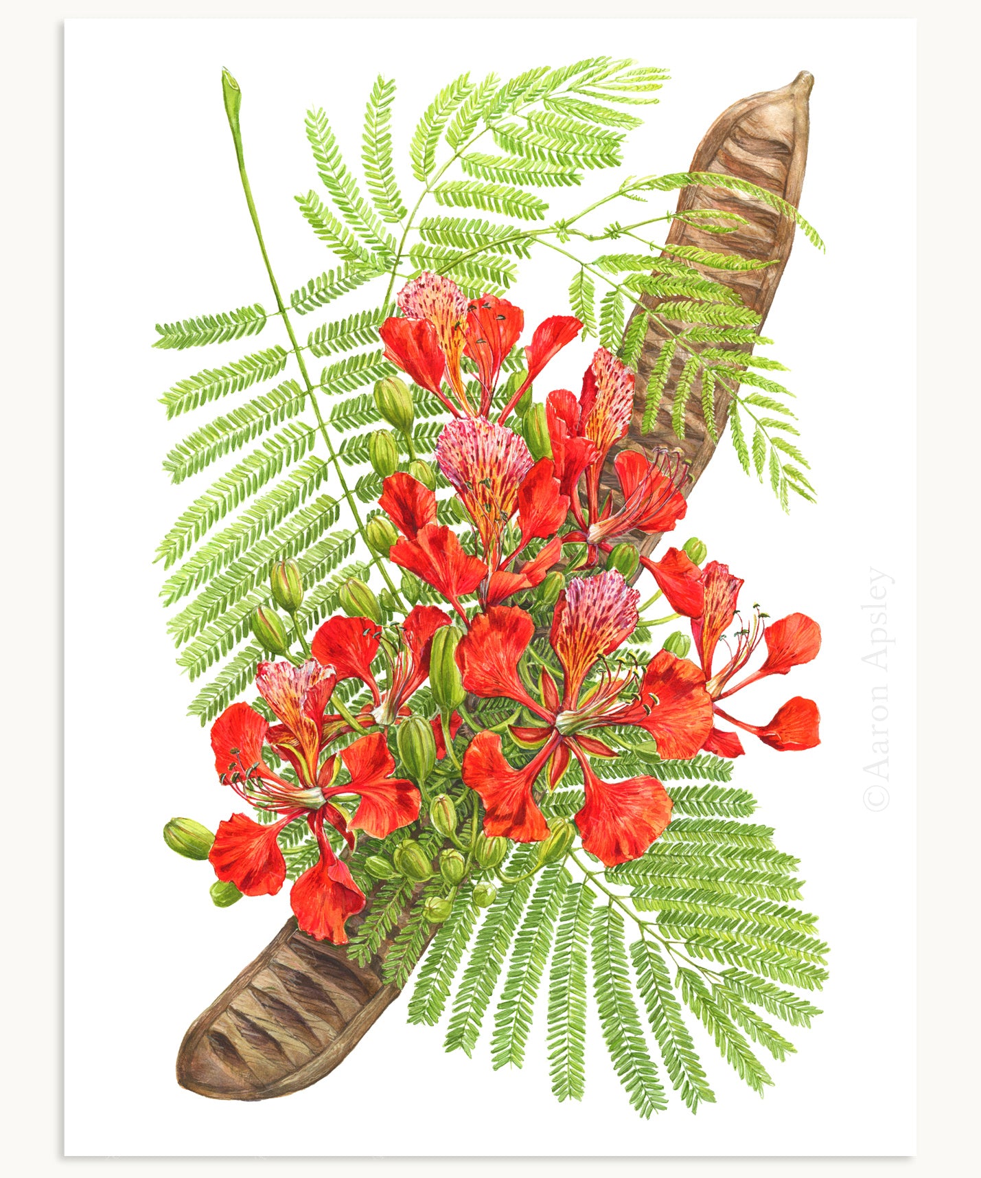 royal poinciana from seed to flower Royal Poinciana Print – Aaron Apsley Artwork