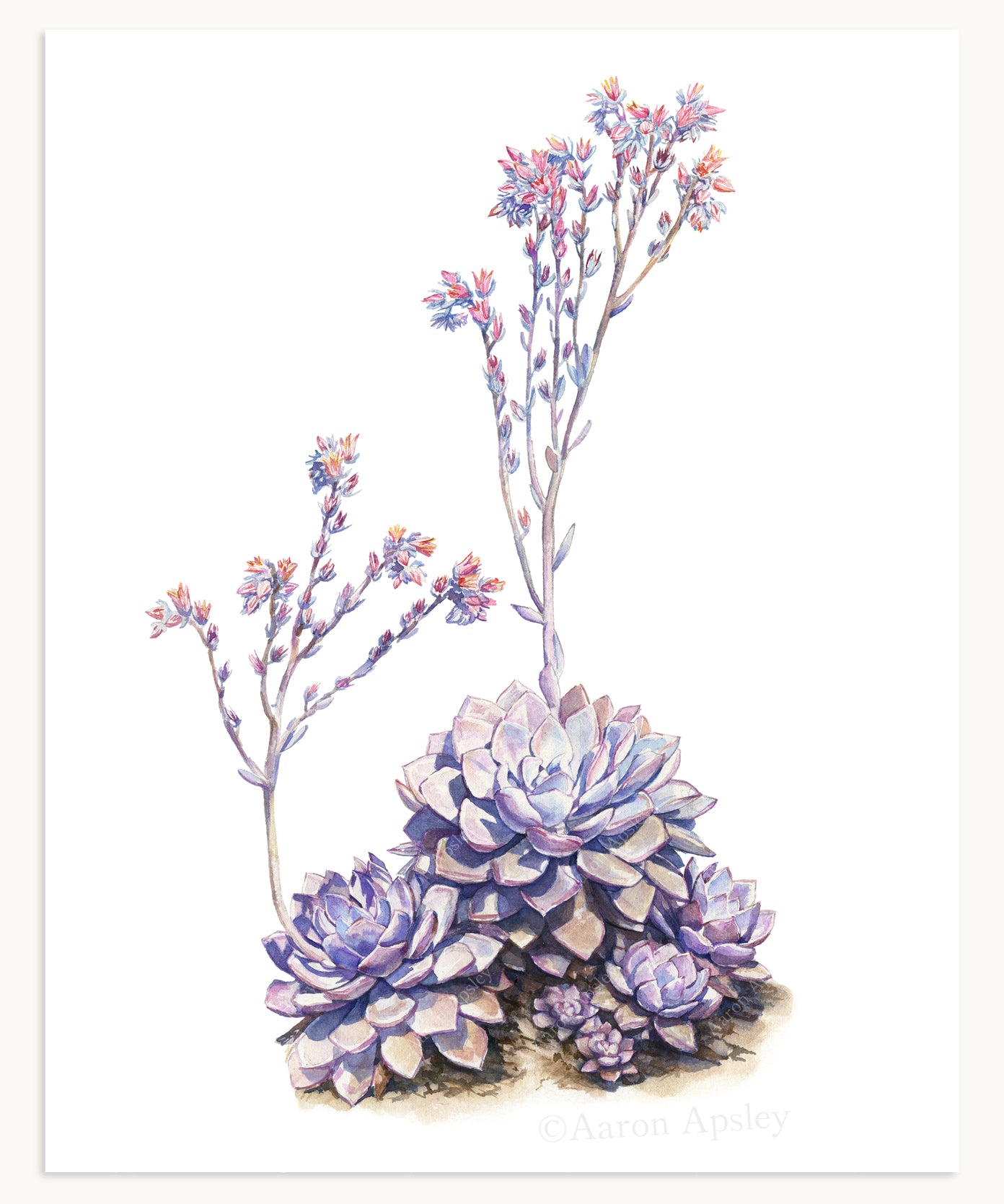 Echeveria rodolfi Print