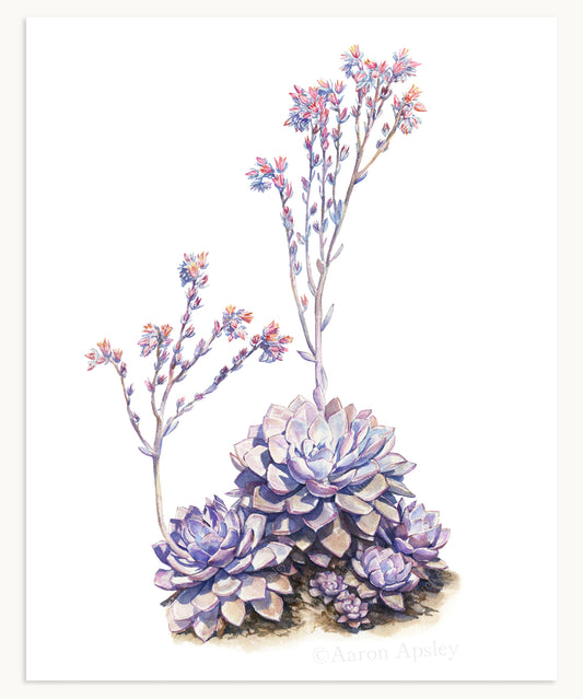 Echeveria rodolfi Print