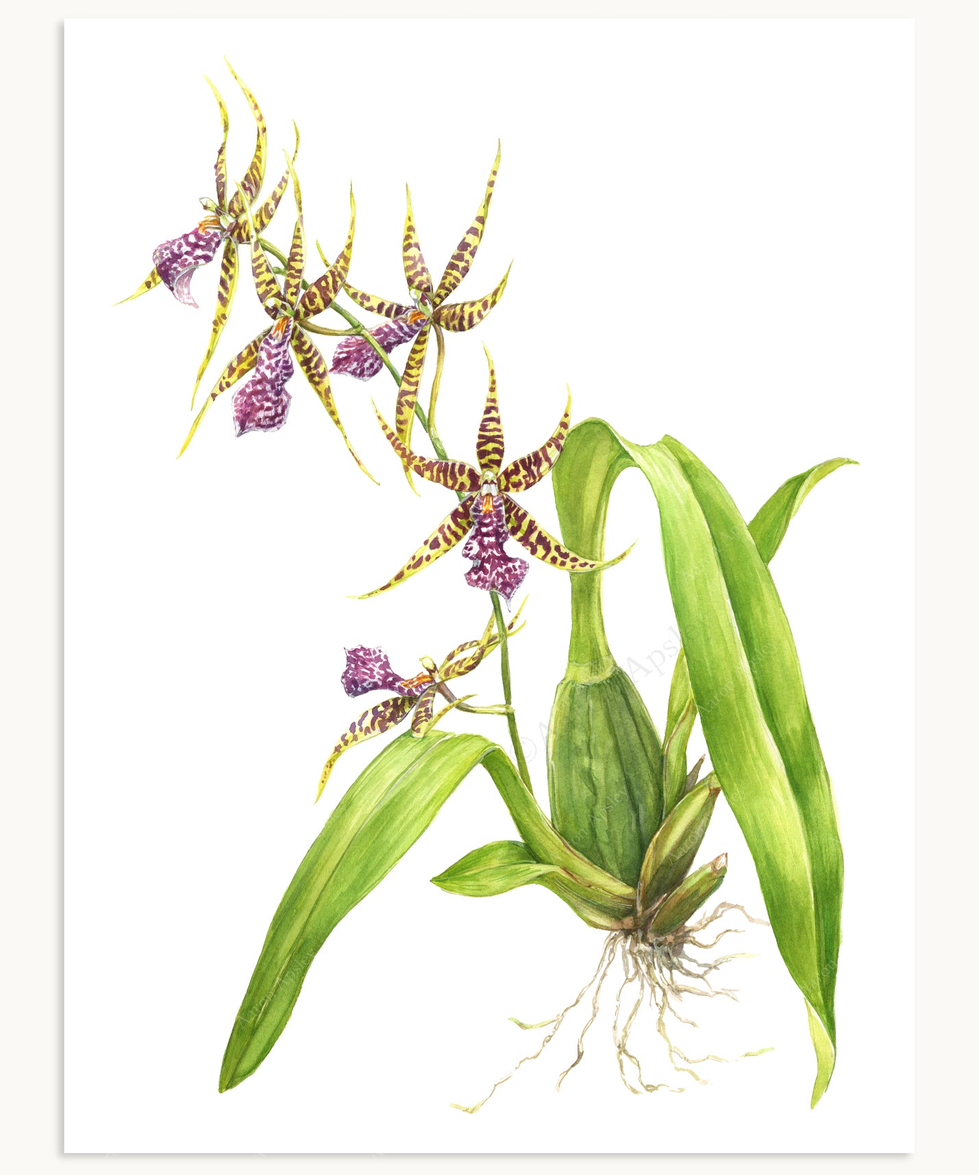 Arthurara Sea Snake Print