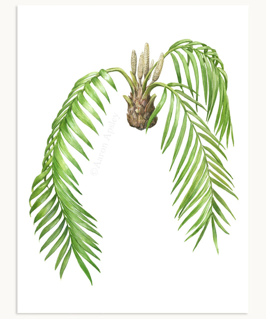 Zamia pseudoparasitica Print