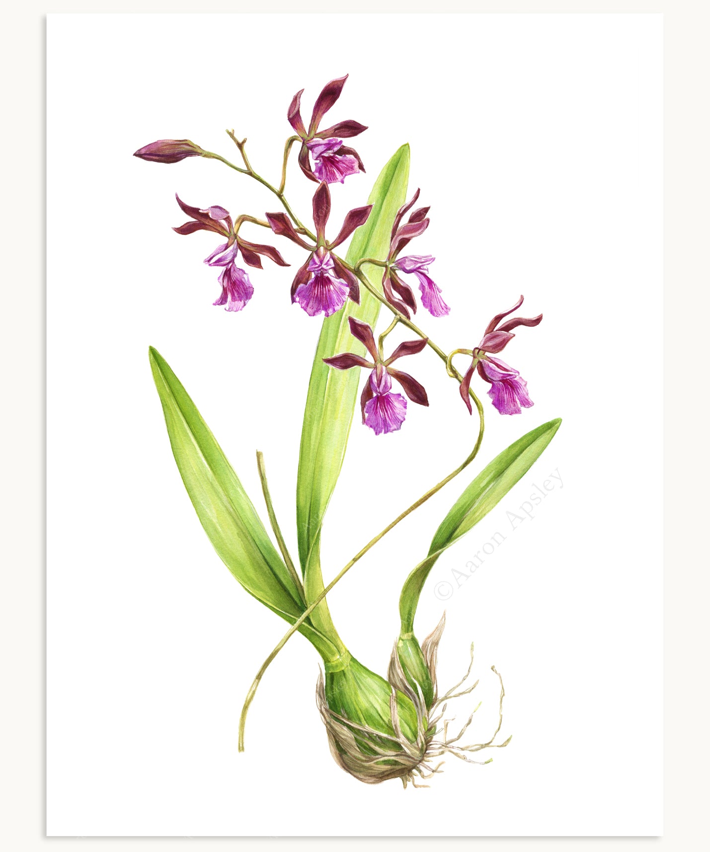 Encyclia hybrid Print