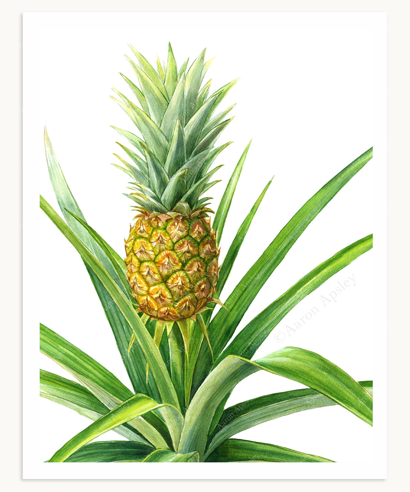 tropical pineapple plant Pineapple Plant Print