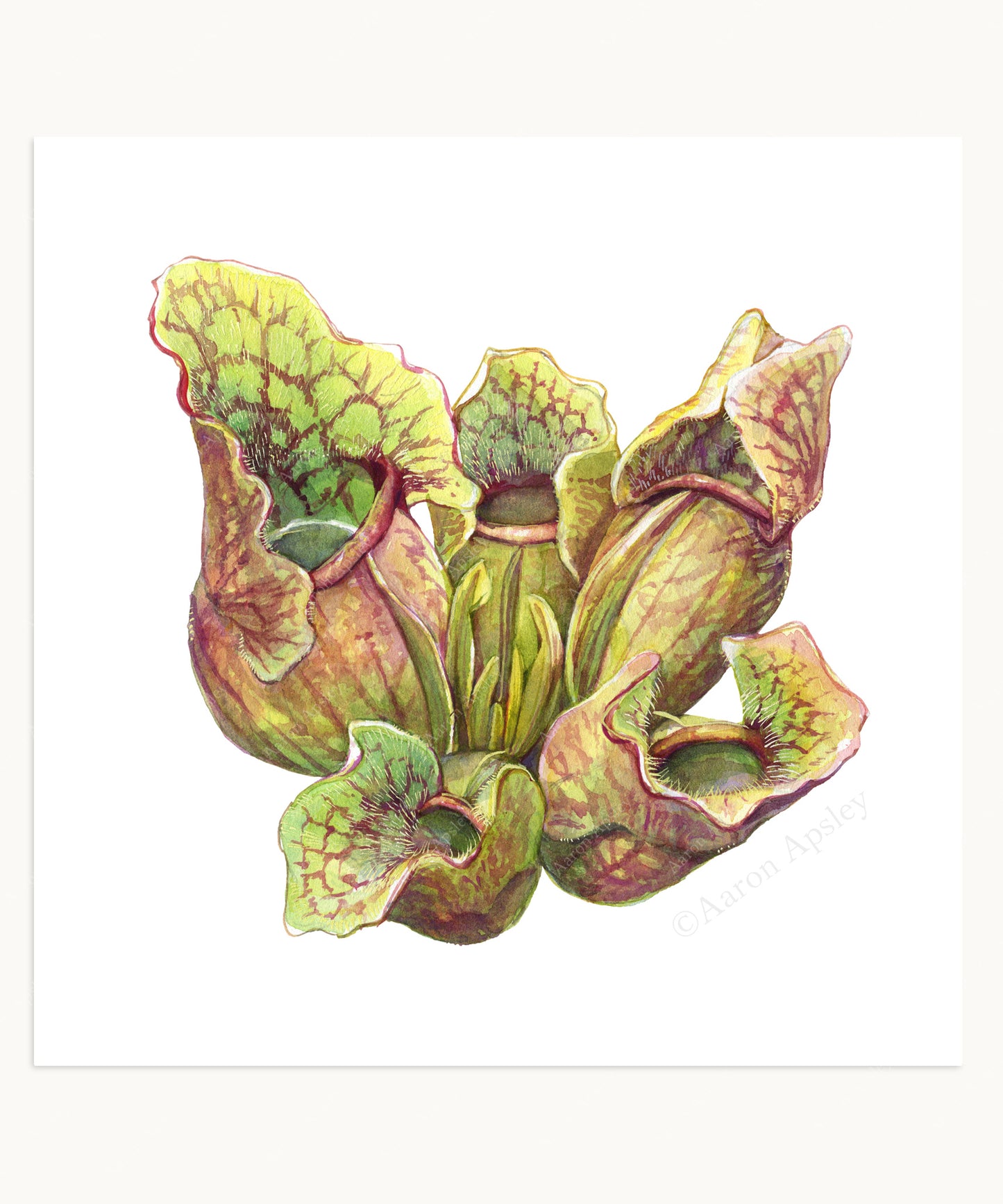 Sarracenia purpurea Print