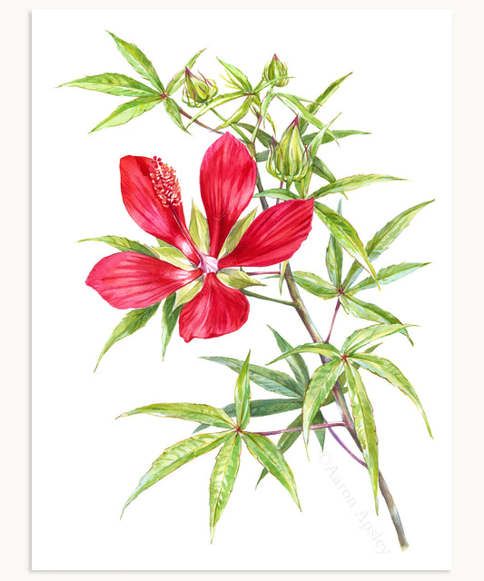 Hibiscus coccineus Print