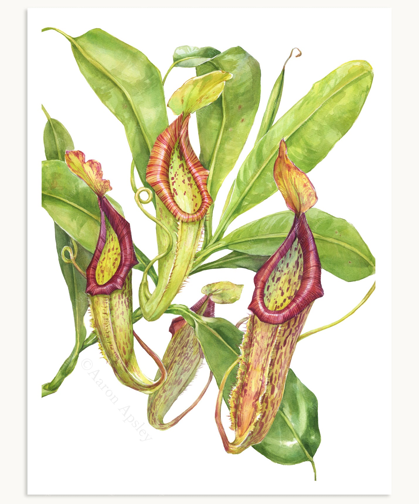 Nepenthes 'Miranda' Print