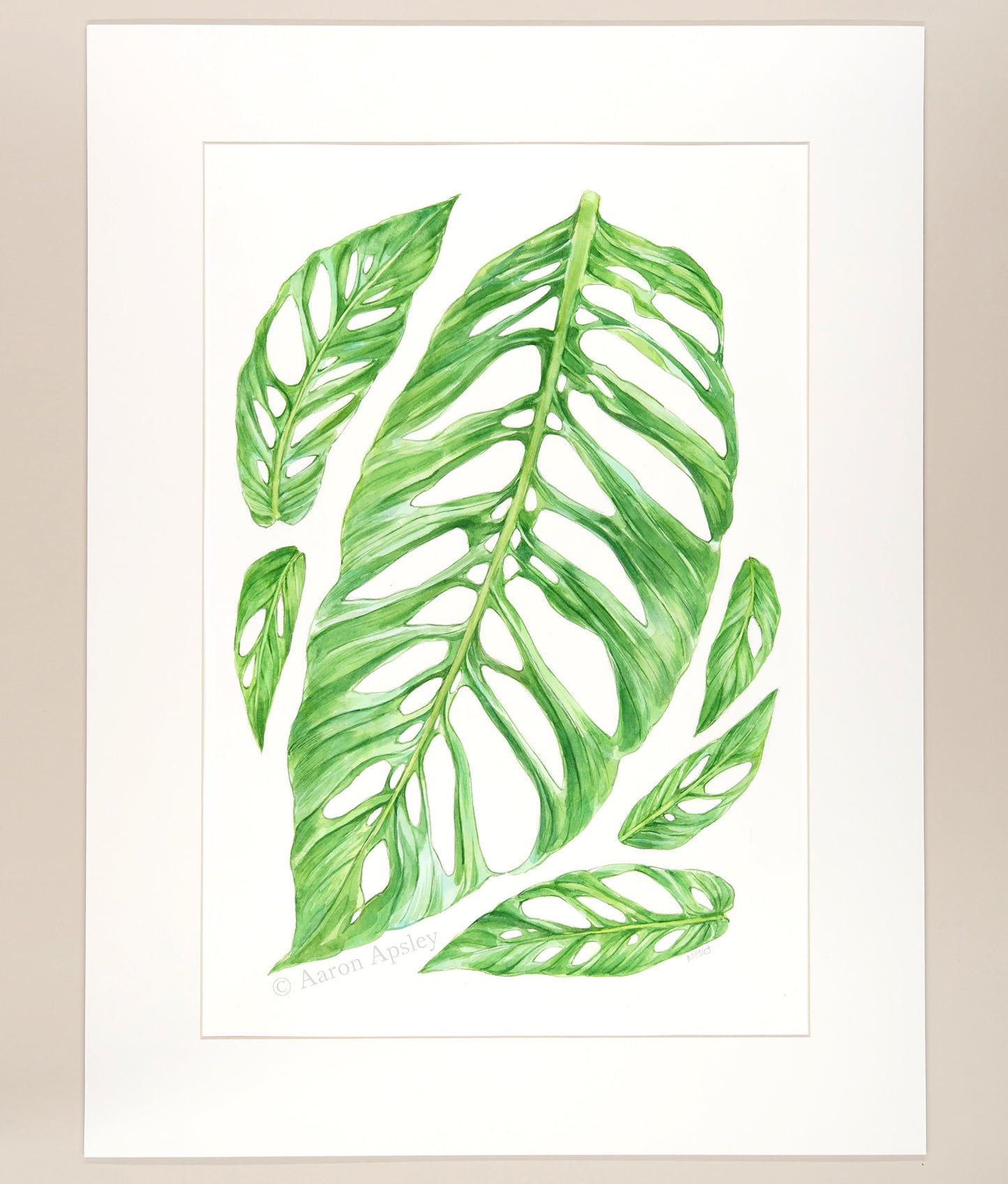 Monstera adansonii - Original Watercolor