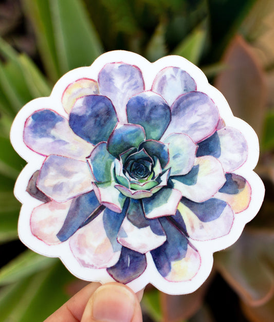 Aeonium Sticker