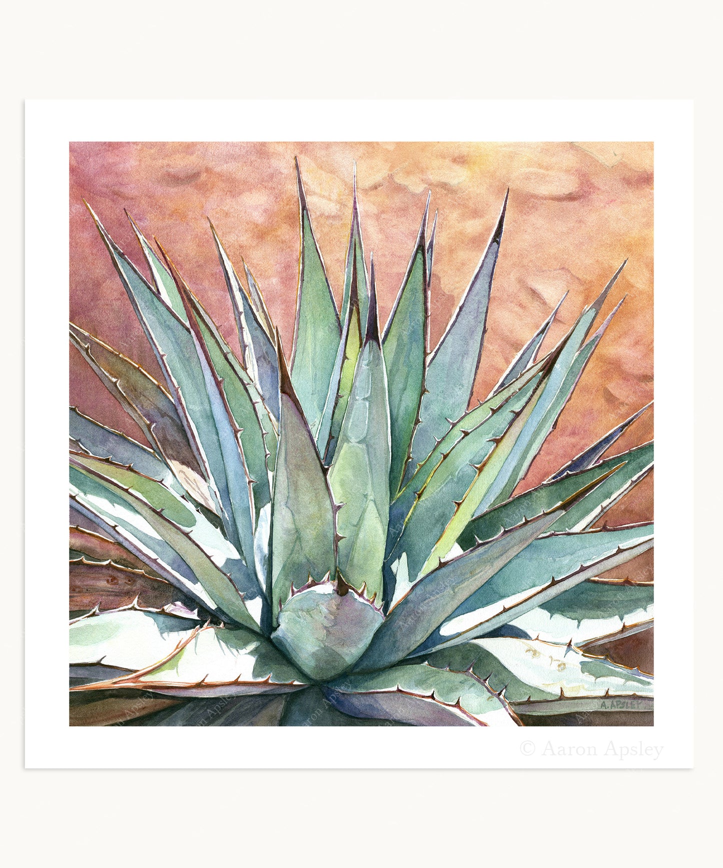 Agave parryi var. couesii Print