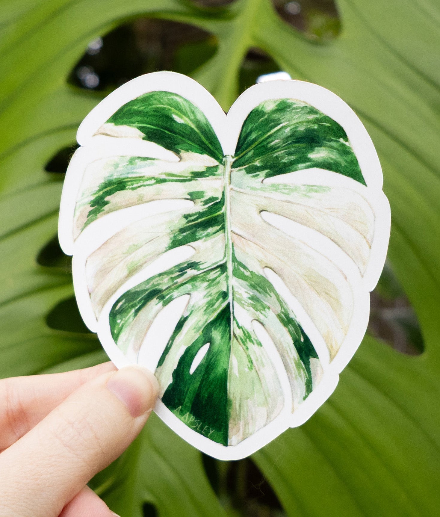 Albo Monstera Magnet – Aaron Apsley Artwork