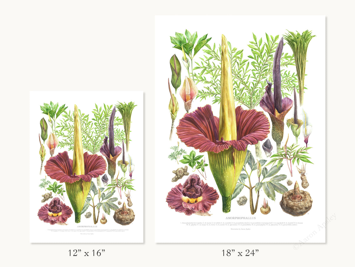 Amorphophallus Species Print