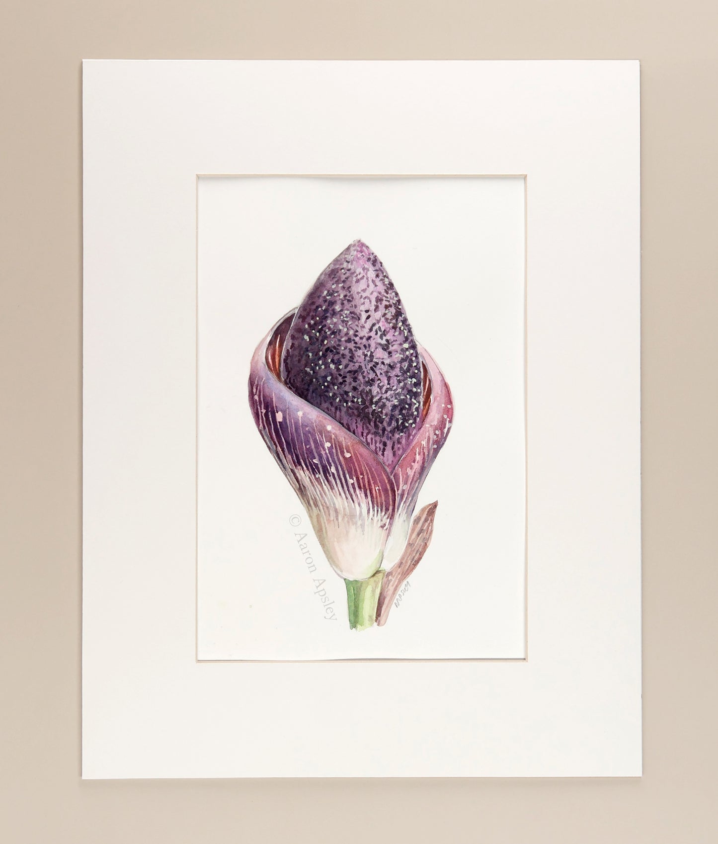 Amorphophallus aphyllus - Original Watercolor