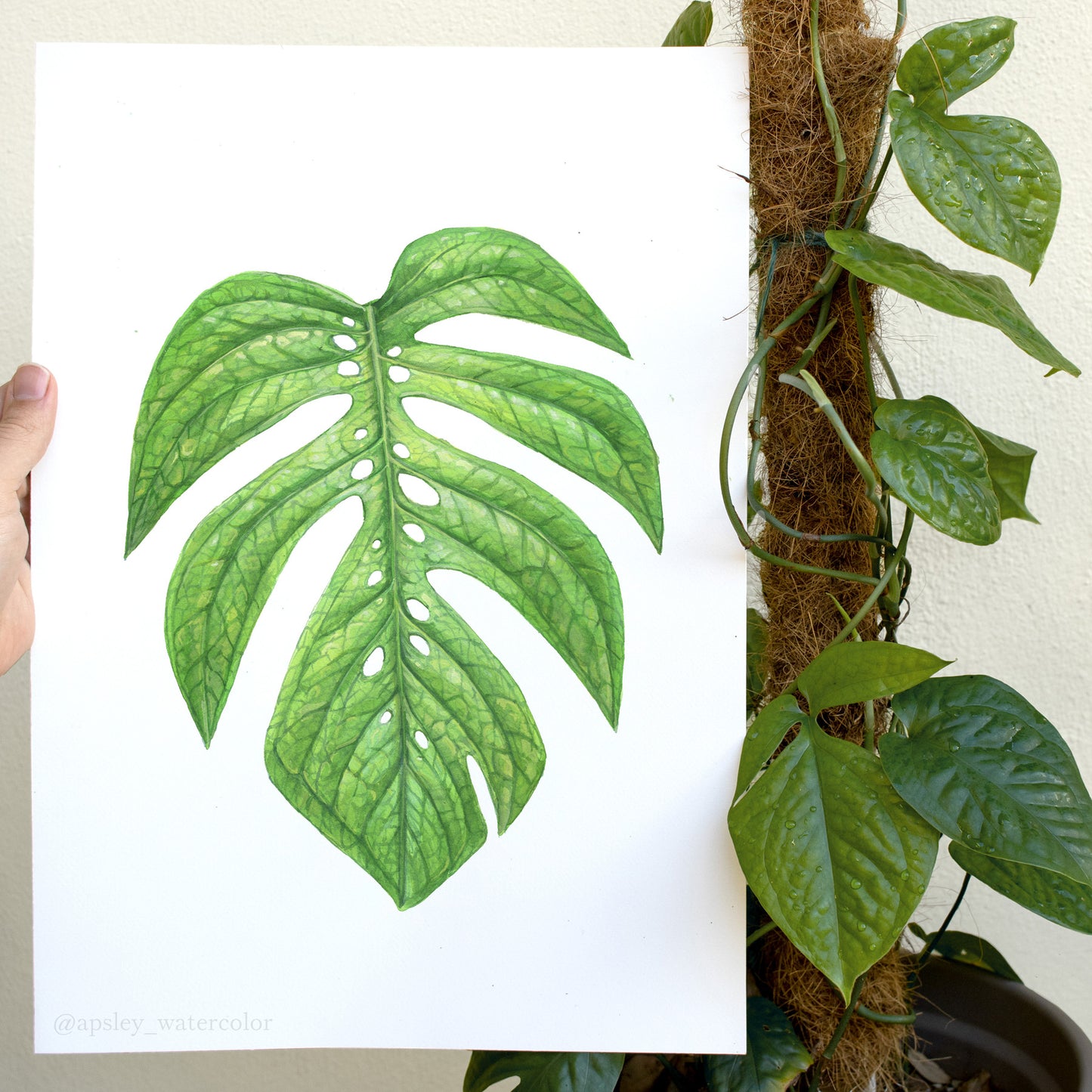 Amydrium medium - Original Watercolor