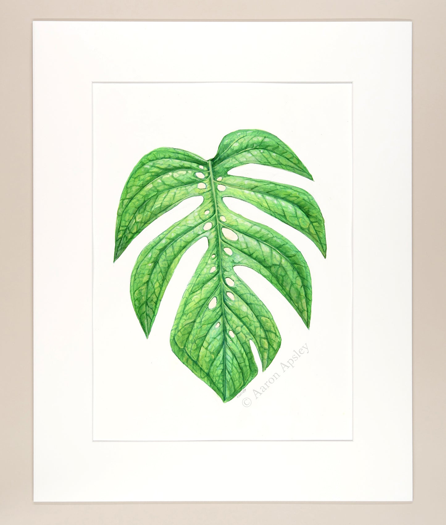 Amydrium medium - Original Watercolor