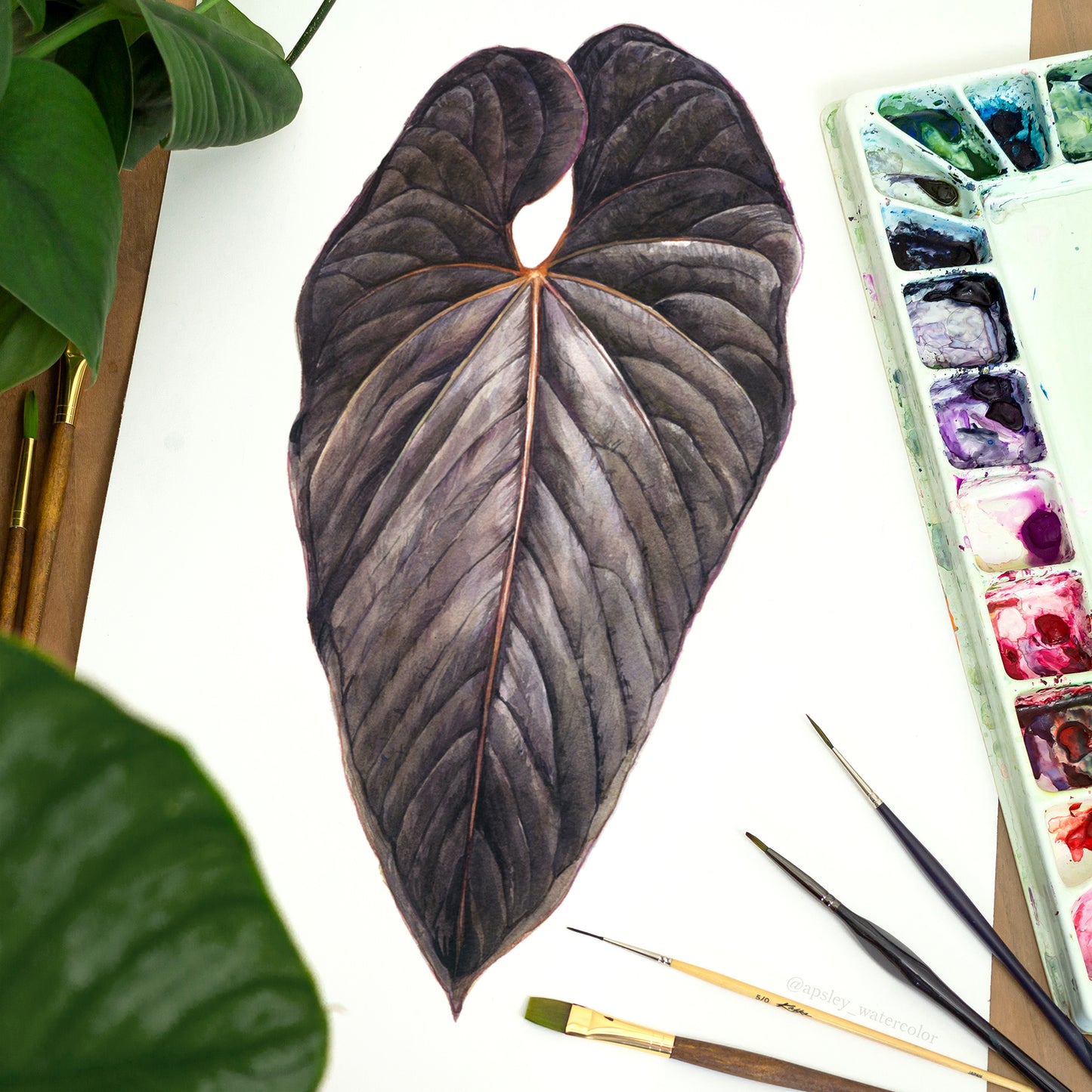 Anthurium moodeanum - Original Watercolor
