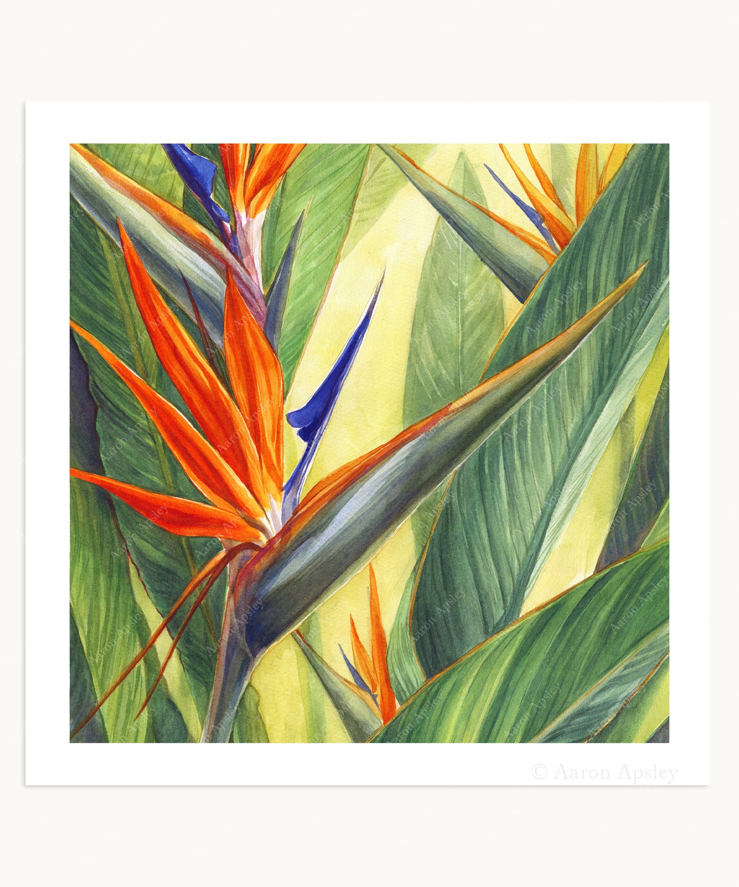 Strelitzia reginae Print