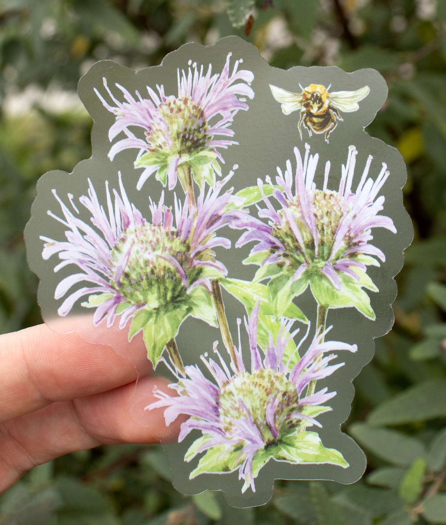 Beebalm Sticker