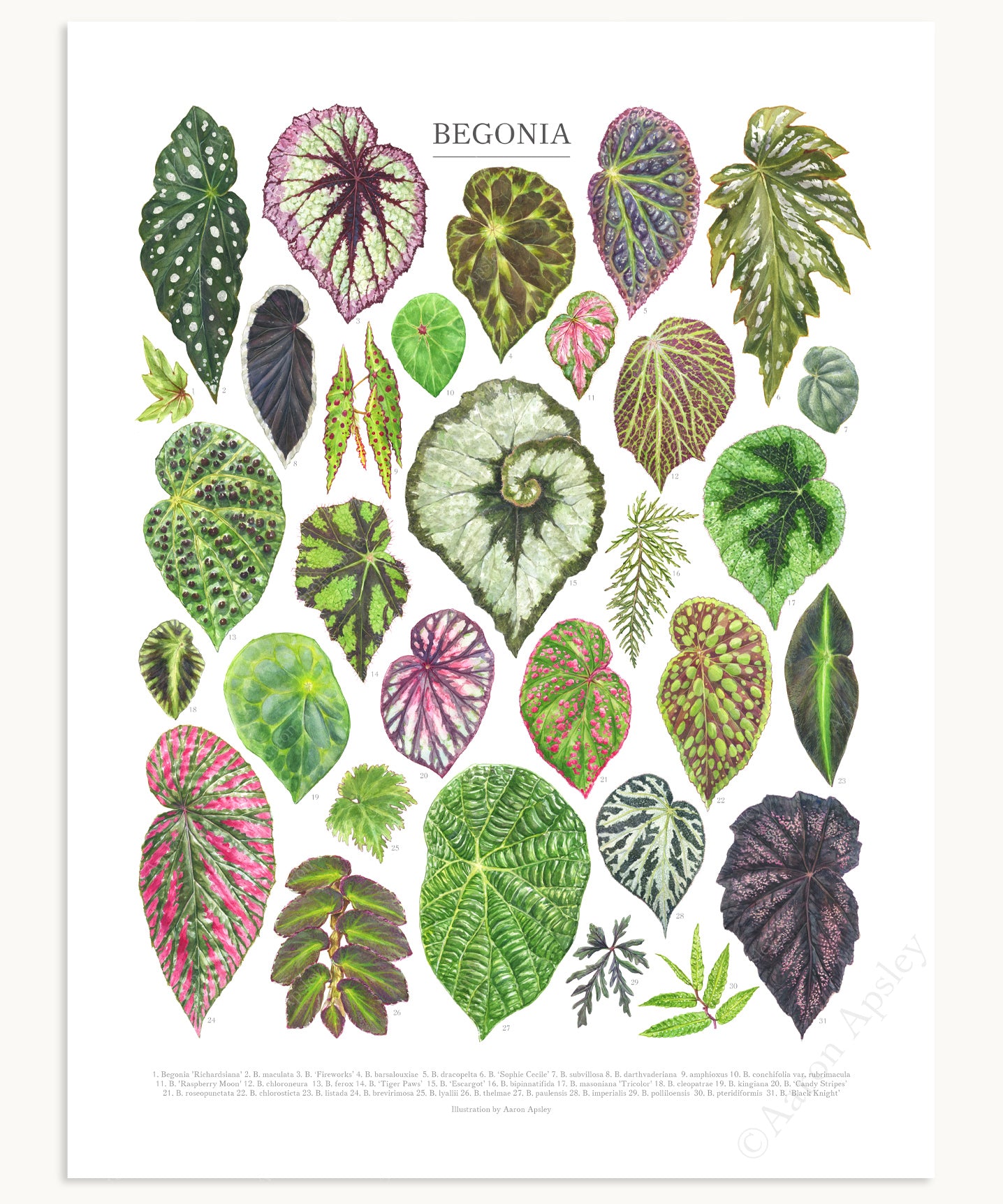 different types of begonia house plants Begonia Species Print