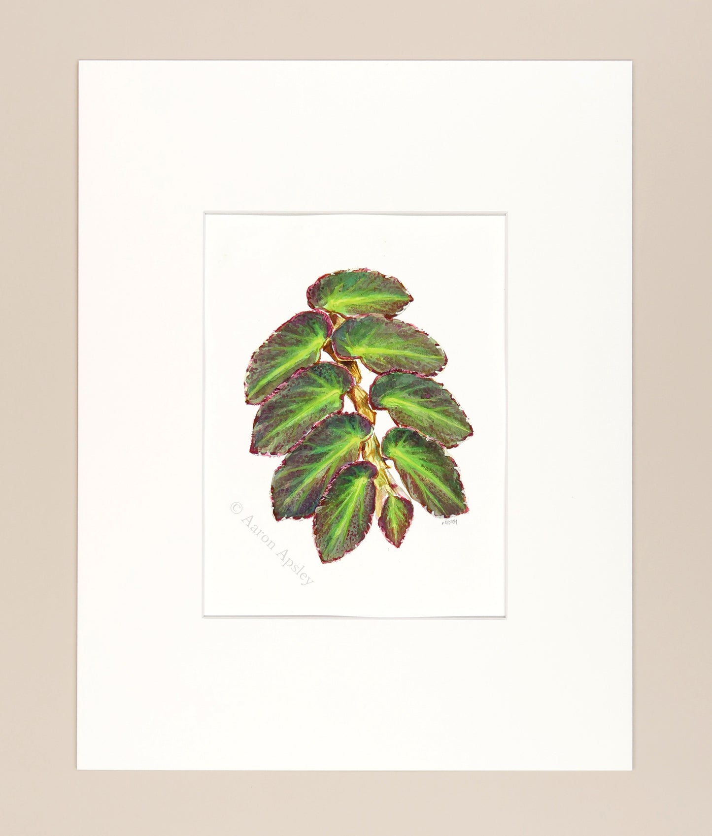 Begonia thelmae - Original Watercolor