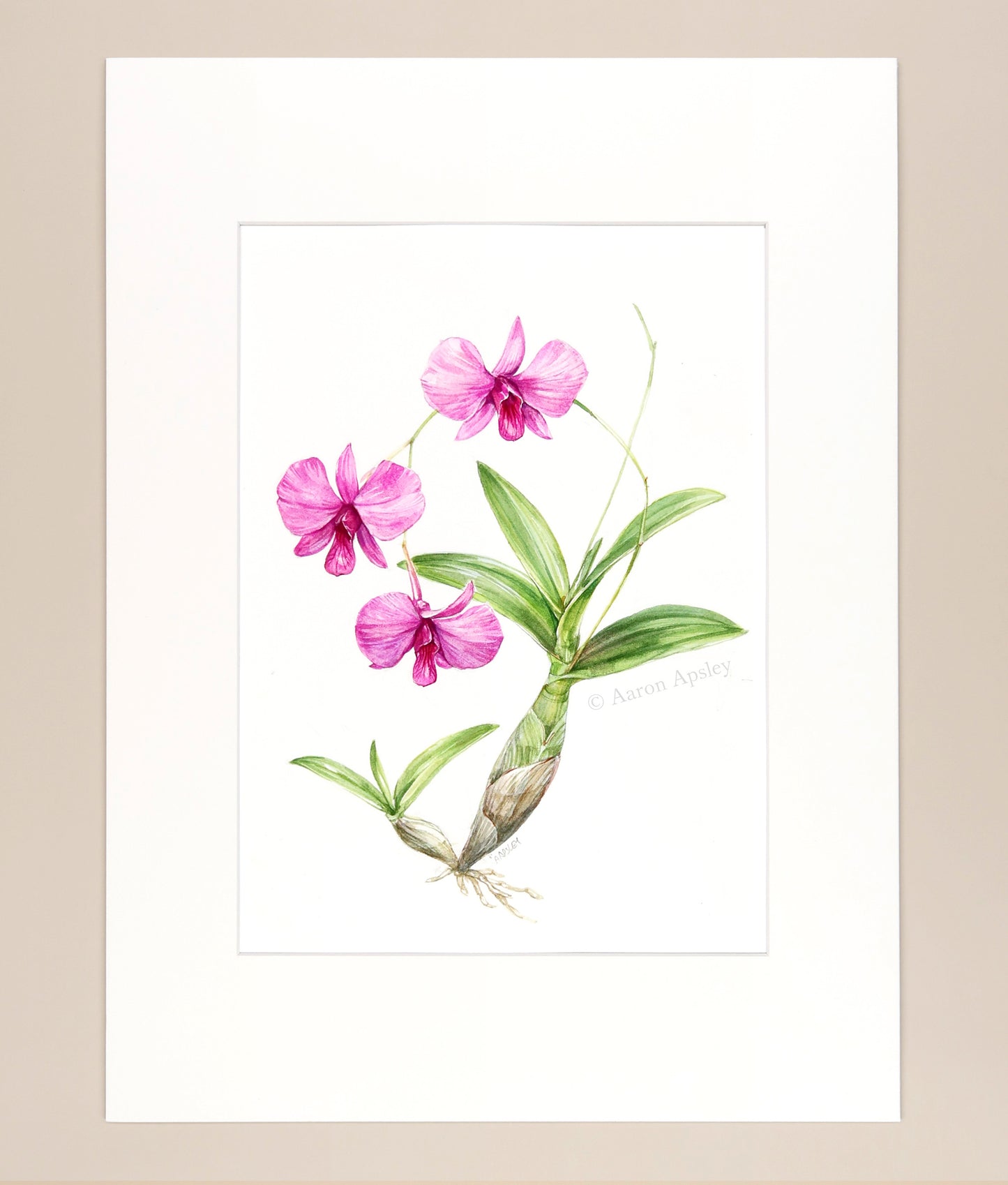 Dendrobium bigibbum - Original Watercolor