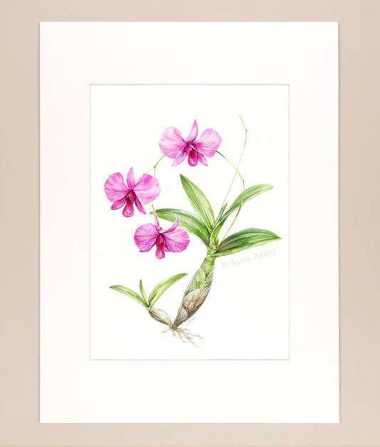 Dendrobium bigibbum - Original Watercolor