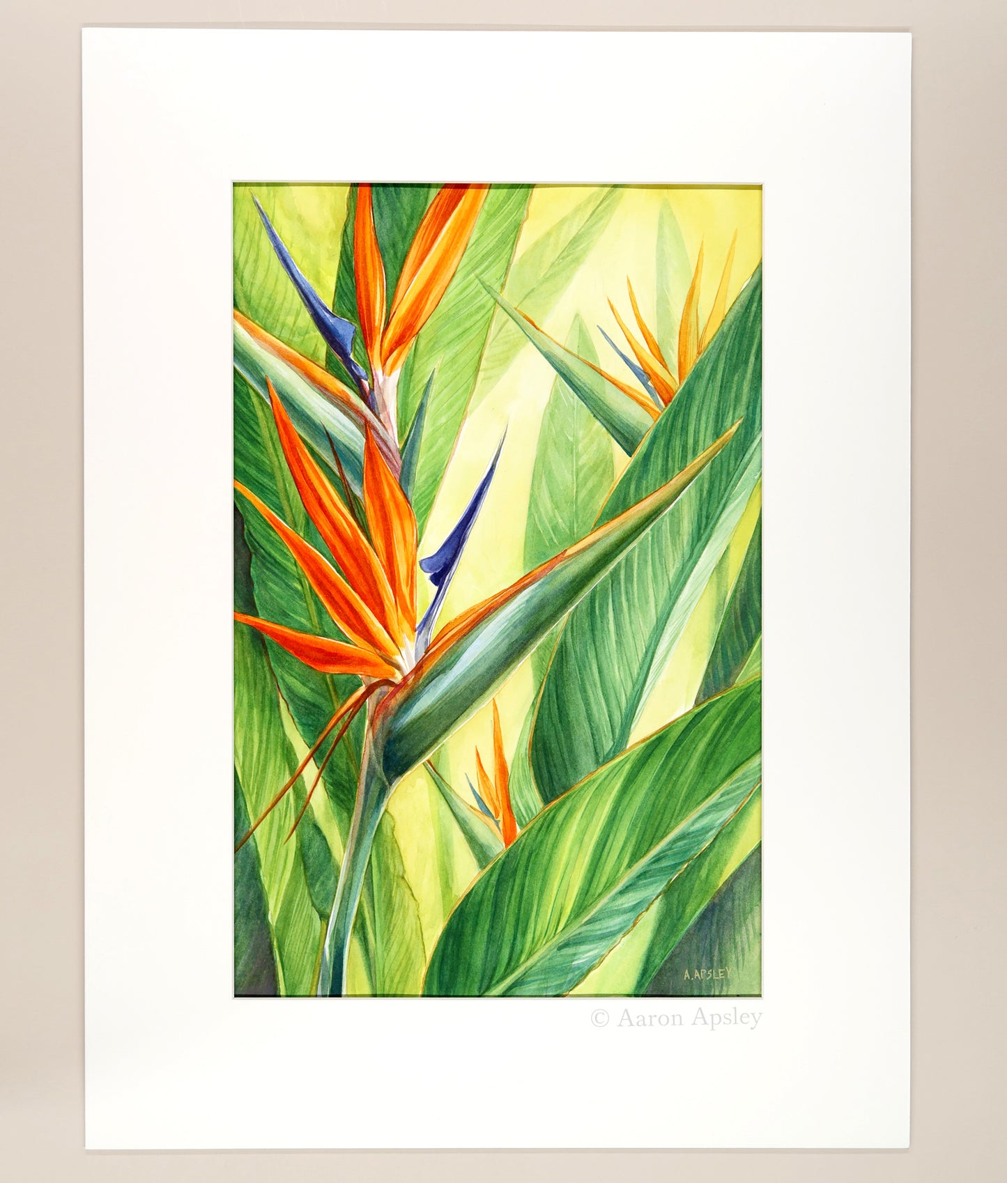 Bird of Paradise - Original Watercolor