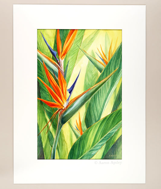 Bird of Paradise - Original Watercolor
