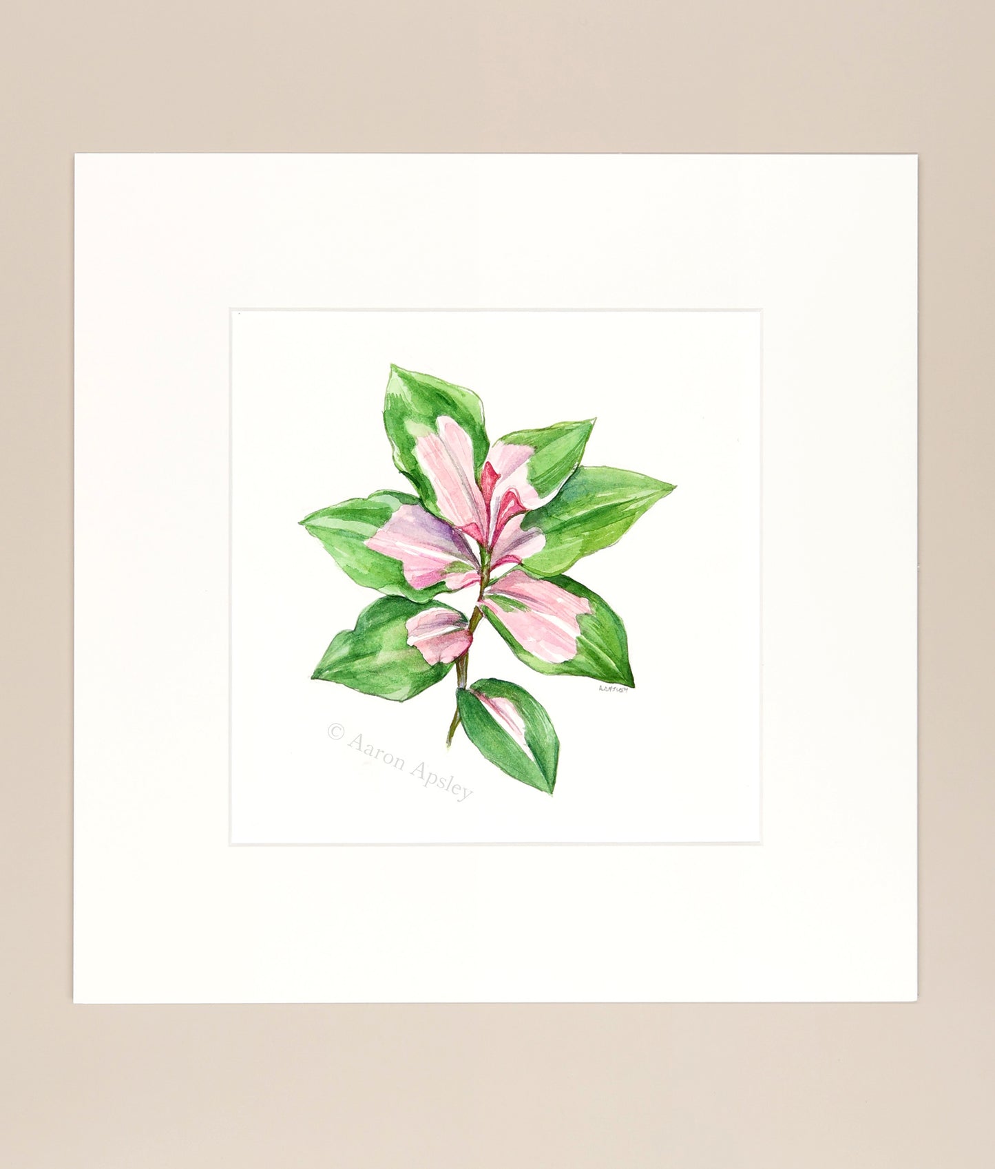 Tradescantia 'Blushing Bride' - Original Watercolor