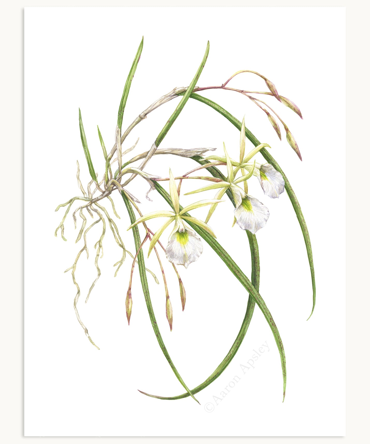 Brassavola Orchid Print
