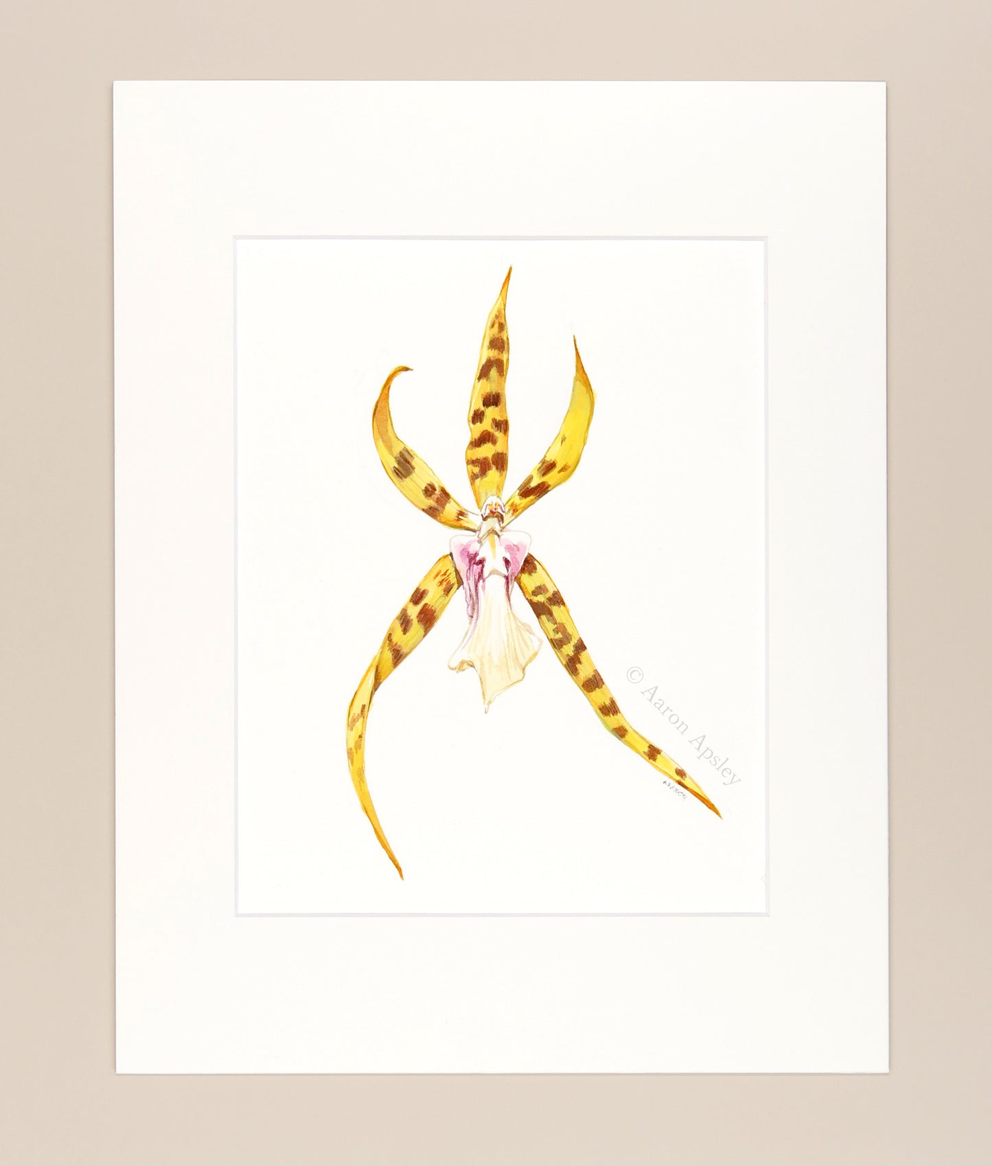 Bratonia Golden Spider 'Copius' - Original Watercolor